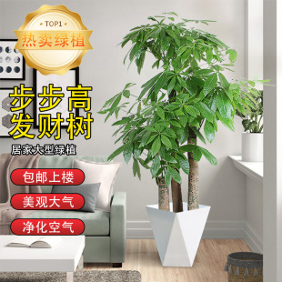 Backgammon Money Tree Opening Gift Living Room Large Potted Indoor Plant Housewarming Green Plant Three-Pole Money Tree Bonsai