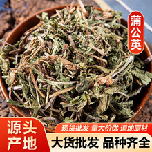 蒲公英 婆婆丁蒲公英根蒲公英茶中药材 包邮代磨粉 量大从优