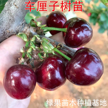 车厘子树苗大樱桃树苗塔玛拉科迪亚黄蜜美早俄罗斯矮化樱桃苗果苗