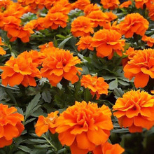 ȸݻNļ_ͺ͸ߜͥԺ̨СջN