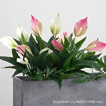 �t�ƾGֲ�ָ�ֲ����ư������ƼҾ��b�����һ���L혼ٻ�