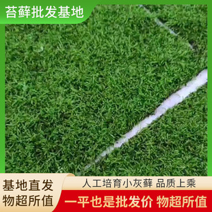 Cultivation of Small Gray Moss Wholesale Moss Micro Landscape Plant Rockery Land and Water Tank Rainforest Landscaping Bonsai Moss Paving