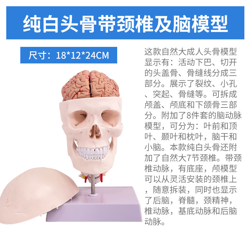 1 a 1 cabeza cráneo humano natural grande adulto cráneo enseñanza médica belleza cráneo modelo