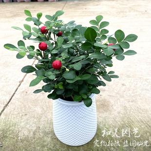 Hydroponic Jiumu Xiang, Small Potted Jiumu Xiang, Indoor Shade-Tolerant Evergreen Potted Plant, Small Potted Plant