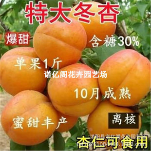 �޽��Ә��������ش�����Ʒ�N���Դ�����ӷNֲ����Y��������