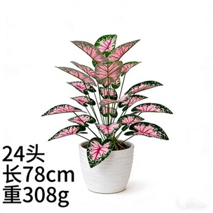 �羳��Ʒ���滨�͏d����Gֲ��������Լ�ֲ���b�c��ɫ�ٻ�