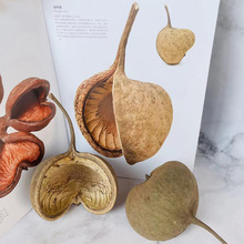 天然植物开口笑干燥花果壳干花原生缸装饰材料桌面摆件南美缸造景