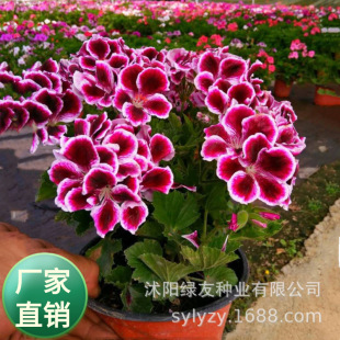 ���l���Ի��ܷN�� ���Բݻ��N��  ���ÿ� �f�۾� �ʵ۾�  �ر���