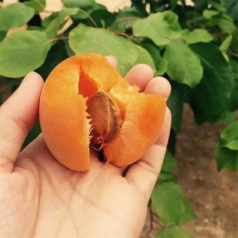 杏树苗价格1公分2公分3公分丰源红凯特杏大黄杏现货嫁接杏树苗