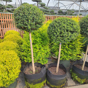 ����Ůؑ�����ǻ���ֲ�ﴨ��Ϟ���{���ؙ���֮������Ůؑ�ļ�����