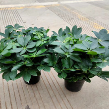 140#_ľľ~ɏGֲСˮ໨k҃辰sGֲ