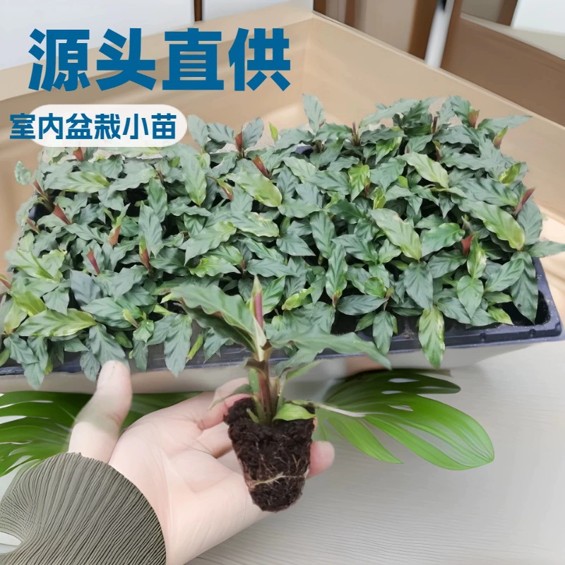 Фабричные поставки источника комнатной листвы цветы зеленые растения саженцы фиолетовый назад волна сердце Маранта Культура ткани вилка саженцы 50