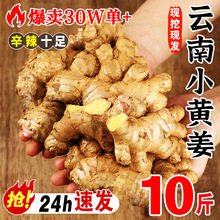 2025新云南小黄姜红河新鲜生姜老姜现挖高山沙姜土姜种子蔬菜9斤