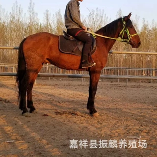 好点的骑乘马在哪有马场怎样建设半血马 纯血马价格贵吗