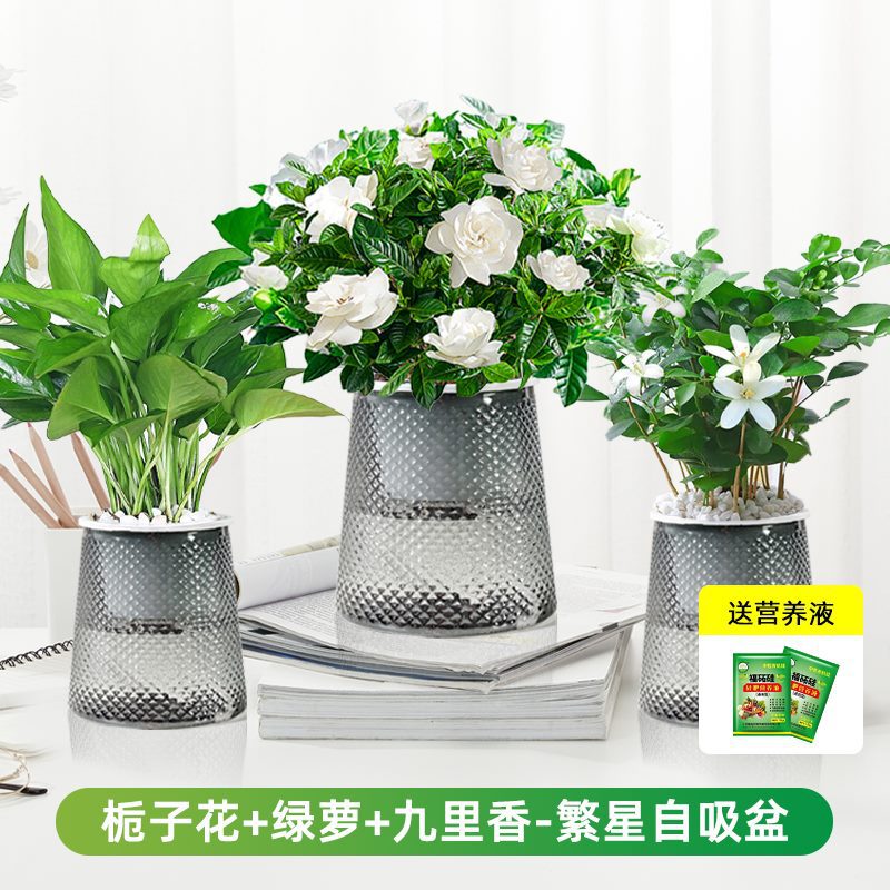 치자나무 + 녹색 무 + 구리향(별이 빛나는 냄비) + 영양액