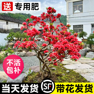 ӳɽ�t����ͥԺ�Ϙ������Ϸ������Nֲ���N��������ļ����B����