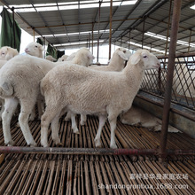 育肥羊养殖 小尾寒羊活体肉羊养殖出售 小尾寒羊种羊养殖场