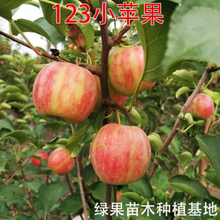 �|�� 123������ 123ɳ�� 123С�O������ ɳ���� �ϱ����Nֲ���Ĺ�