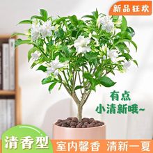 水晶茉莉盆栽白丁香花室内花卉阳台绿植四季开花狗牙花狮头花植物