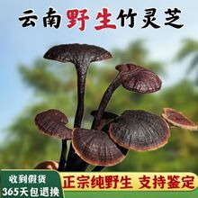 野生竹灵芝云南深山整枝小红紫长颈灵芝非赤灵芝长白山食药用菌