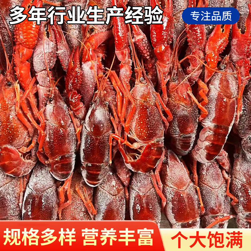 新鲜冷冻清水小龙虾20斤淡水大龙虾3-9钱半成品夜宵商用水产龙虾