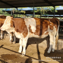 ��ţ�BֳЧ����ô��  ���C���T����ţ�Bֳ�� ��ţ����