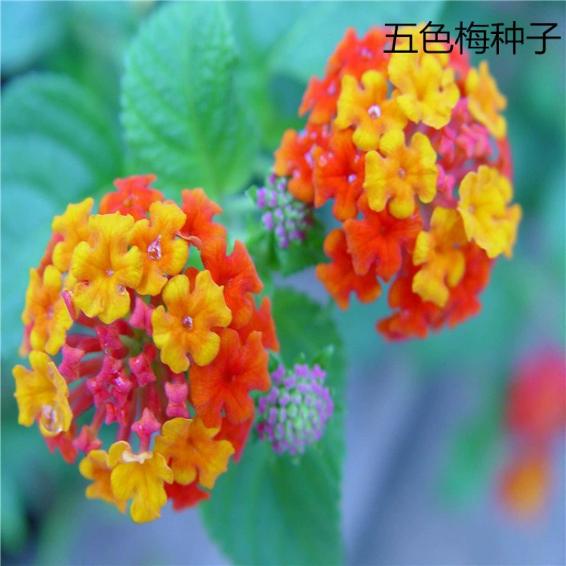 Оптом пять-цвет семян сливы Жуйи трава пять-Цвет цветов пять-цвет Гортензия Цвет-изменение травы Ма Ин Дан Семена оптом