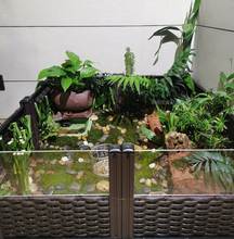 黄缘龟造景植物 专用绿植安缘龟缸造景观 陆龟乌龟箱微生态环境跨