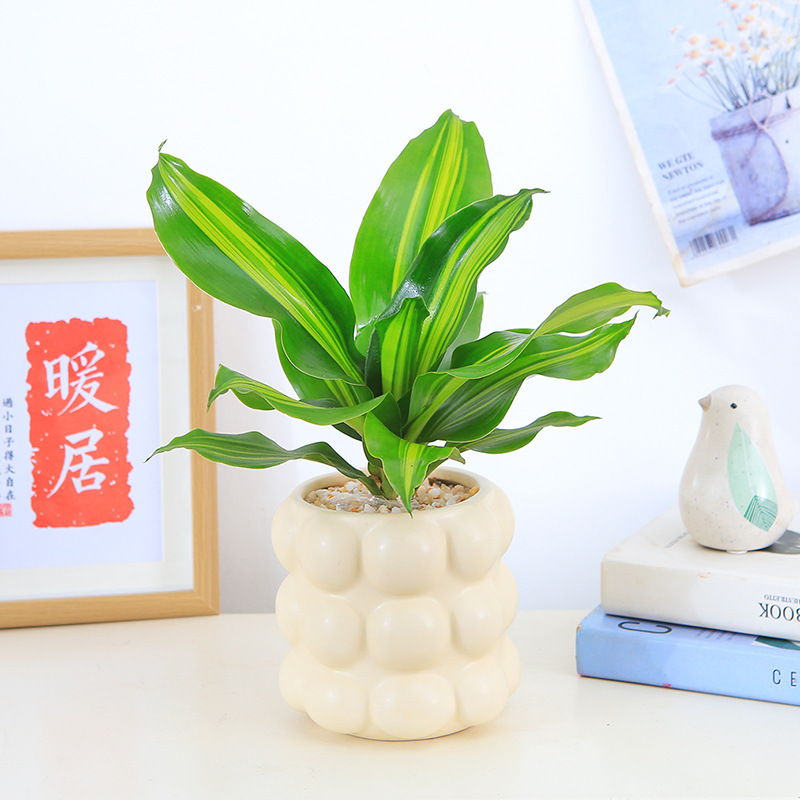 金心巴西铁盆栽绿植办公室桌面摆小盆景巴西木也门铁香龙血树盆栽