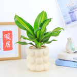 金心巴西铁盆栽绿植办公室桌面摆小盆景巴西木也门铁香龙血树盆栽