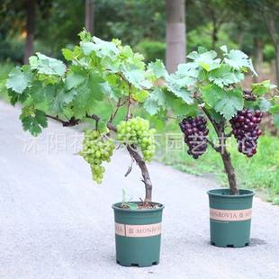 �����m�{��ʯꖹ�õ���������������Ϸ������Nֲ�޷�o�����ј���