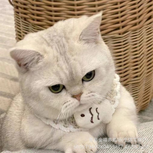 ���_С�y�u����؈�̻���Ӣ�̌���؈����w�����y�u��؈�����л��w