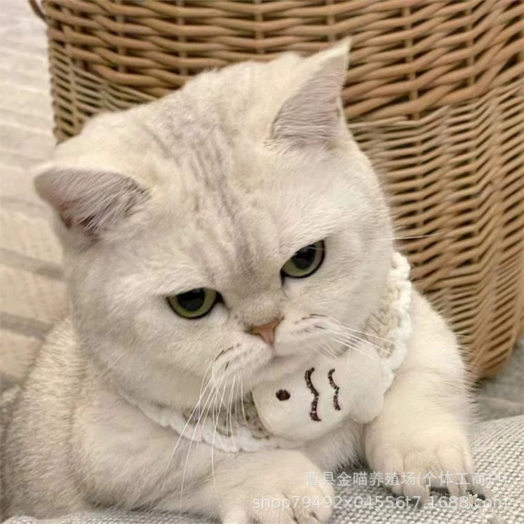 Маленький серебристый котенок с короткими лапками, живой британский короткошерстный кот, продается.