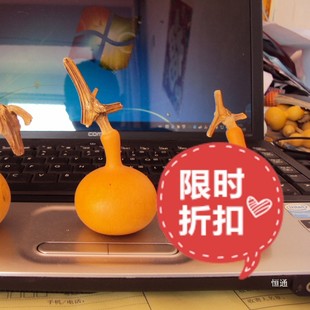 Free Shipping Wild Natural Single-Handle Irregular Golden Bell Small Gourd Grenade Gourd Toy Quirky Shaped Hand-Twisted Gourd
