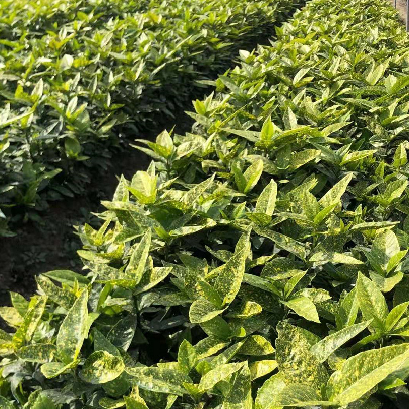 ����ɺ��1