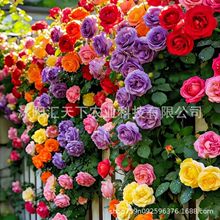 跨境电商非蔷薇花种子月季玫瑰四季开花攀援庭院红刺梅种月季种子