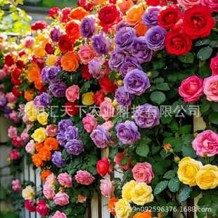 �羳��̷��Nޱ���N���¼�õ���ļ��_����ԮͥԺ�t��÷�N�¼��N��
