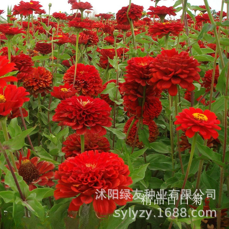 批发常 多年生 花海种子 野花草籽 多花色  花海种子   百日草等