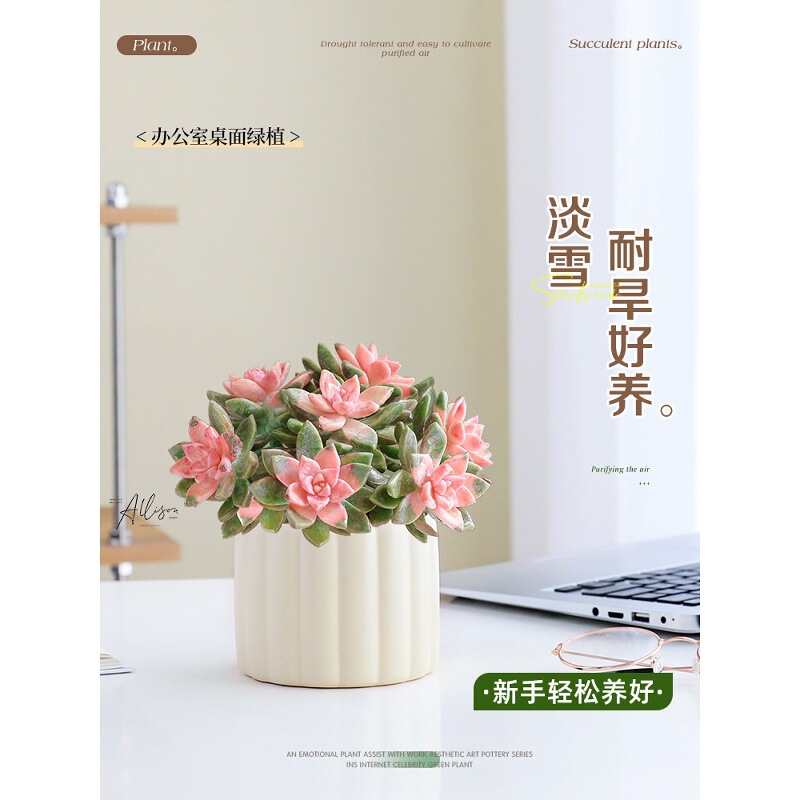 Succulent Plant with Multiple Stems for Indoor Desktop, Easy to Care For, Suitable for Beginners, Office Cluster Plant, Multi-Head Succulent Potted Plant