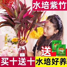 ���\�����F����~�^����ˮ��ֲ�ﻨ�ܾGֲ�҃ȼt�콹�~ˮ�B�ļ�