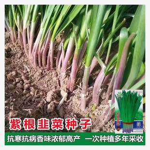 �ļ����ϸ��²˷N�Ӱ׸��²˷N���̨ͥԺ������l���߲�ѩ�·N��