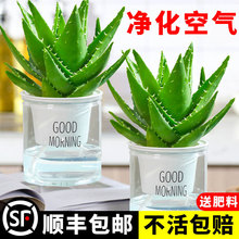 一件芦荟盆栽室内卧室净化空气耐旱花卉绿植办公室桌面好养库