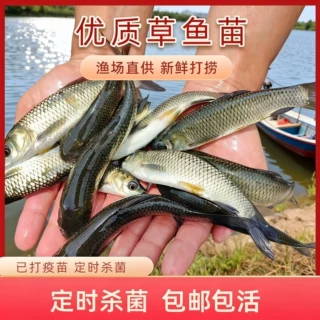 正宗大草鱼苗淡水养殖食用皖鱼特大鲜活脆肉草鱼苗批发