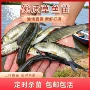 鲜活食用特大养殖草鱼苗