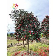 耐冬茶花树苗山茶小苗庭院园林大型耐寒盆栽四季常青绿化风景花树