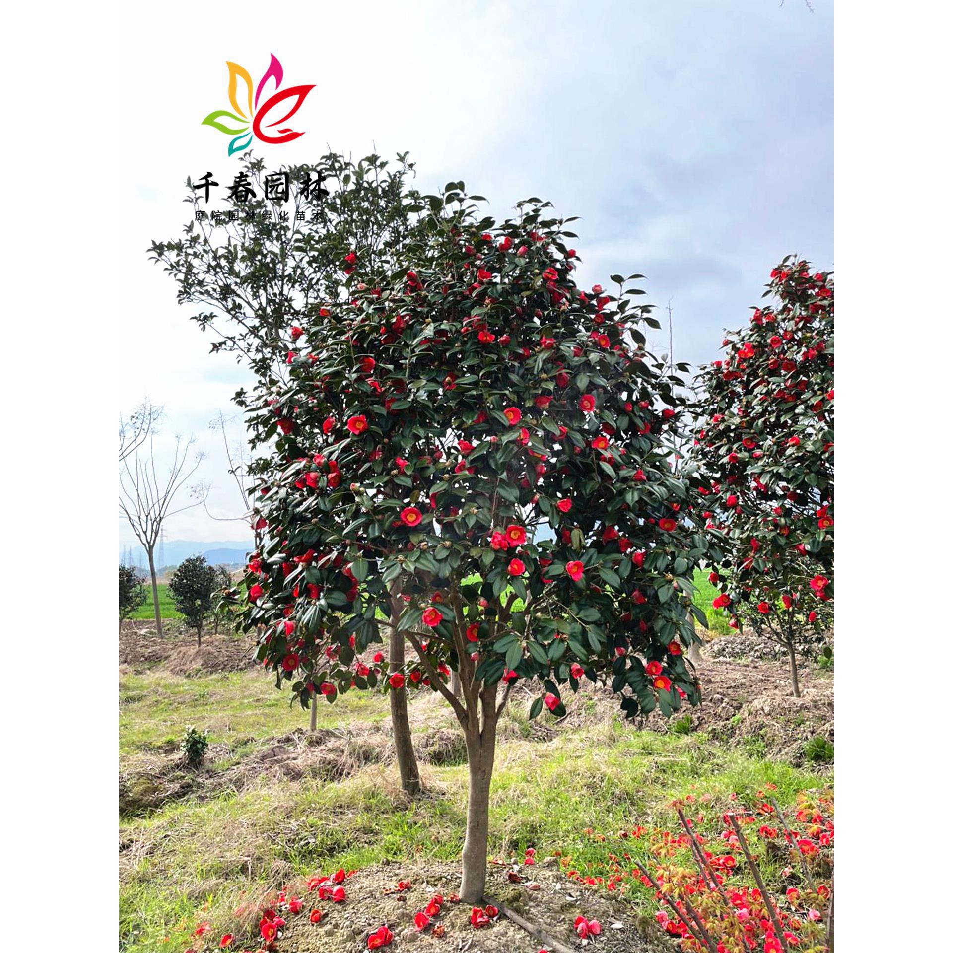 耐冬茶花树苗山茶小苗庭院园林大型耐寒盆栽四季常青绿化风景花树