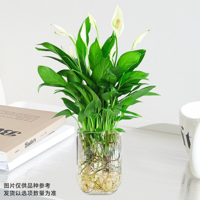 [도음핫세일] 프리미엄 화이트팜 [U자형 유리병 + 영양액]