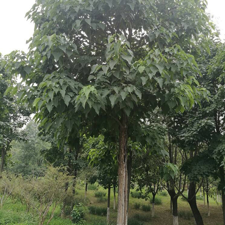 基地直销优质楸树 楸树树苗 工程绿化苗木 四季常青 规格齐全