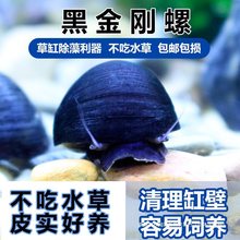 黑金刚螺草缸除藻清洁淡水除藻工具螺热带观赏活体清洁宠物蜗牛