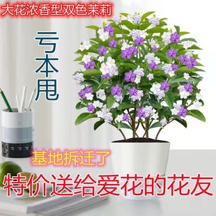 �pɫ�������Ԏ����������ͻ����ļ��_���҃���ͥԺ���B���ֲ��